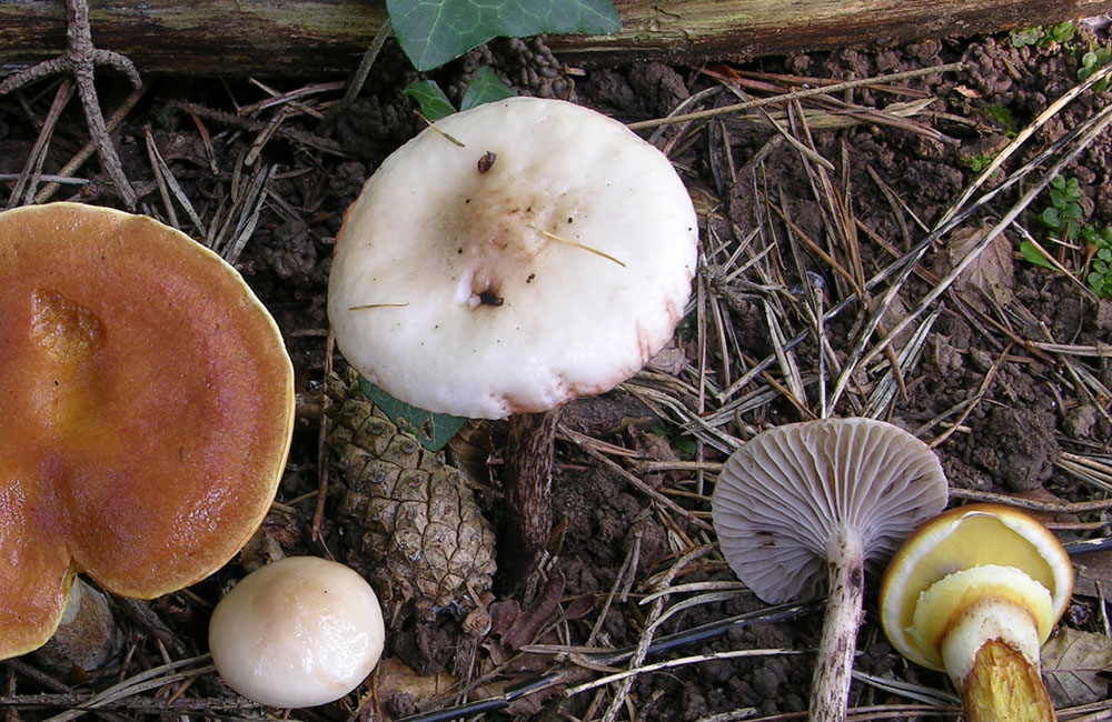 Gomphidius maculatus VS Gomphidius gracilis